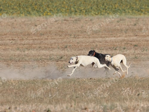 Preview: Closeup shot of the three Whippet dogs running in the field on a sunny day