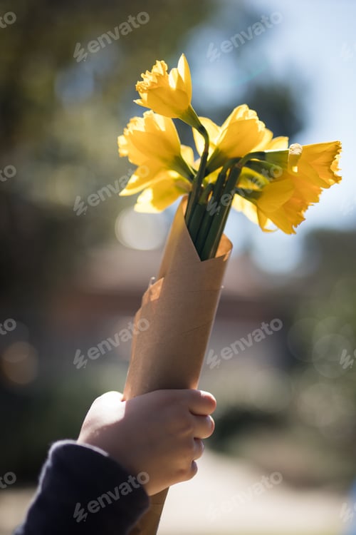 Child's Hand Holding Bunch of Yellow Daffodils
