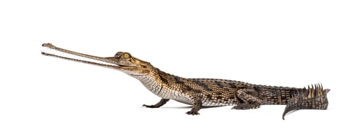 Preview: Young Fish-eating crocodile, Gavial, Gavialis gangeticus, isolat