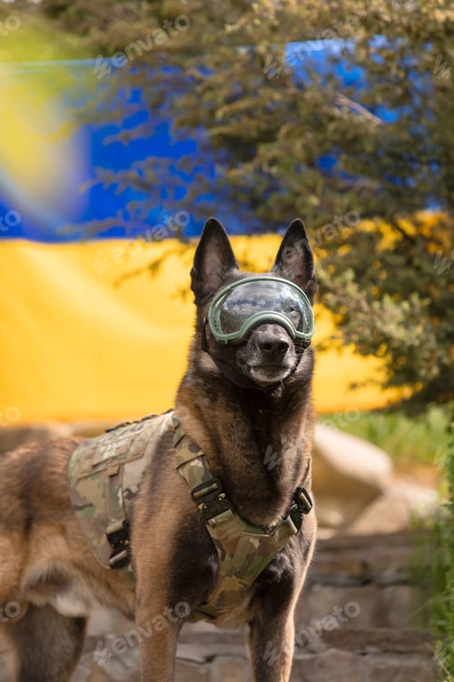 Preview: Dog armor. Dog in a bulletproof vest. Belgian Shepherd Malinois dog in front of a Ukrainian flag.