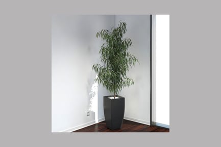 Vista previa: Árbol en maceta con hojas rizadas en un interior con iluminación natural