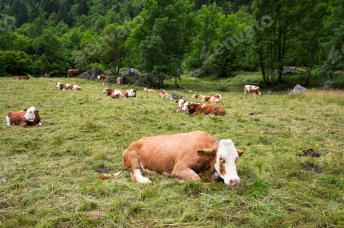 Preview: Cows Grazing in Mountain Meadow