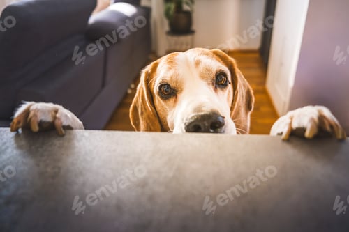 Preview: A Curious Dog Peeking Over a Counter in a Cozy Home Setting That Feels Very Inviting