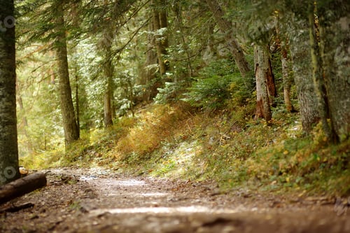 Preview: Scenic view of the forest in National Park Durmitor on autumn day. Hiking and travel.