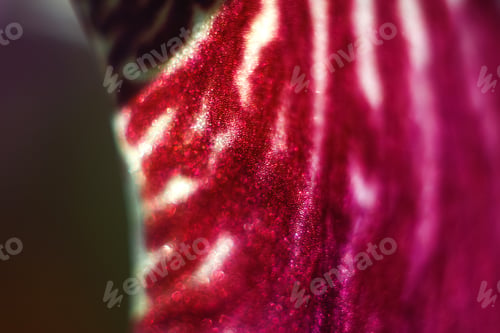 Preview: abstract purple shiny background. Nature of pink leaf in garden at summer. Natural violet leaves pla