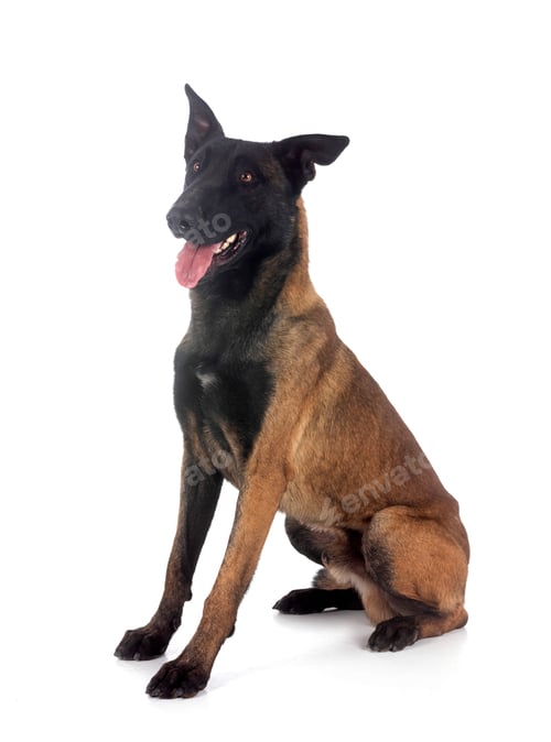 Preview: malinois in studio