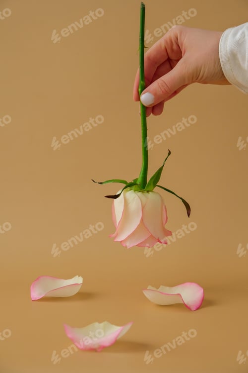Preview: Female hand holding Delicate pink rose on beige background. Minimal trendy composition. Abstract art