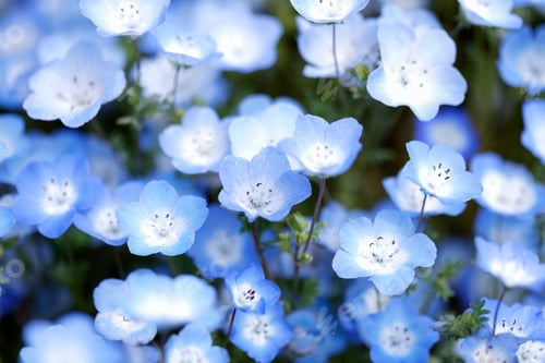 Preview: Nemophila Flowers in Full Bloom in Japan