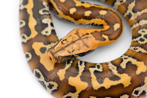 Preview: Sumatran Short Tail Python isolated on white background