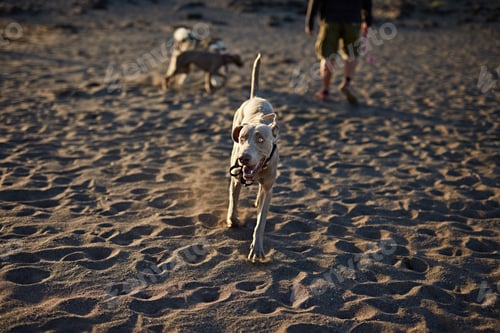 Preview: Dogs running near waving sea