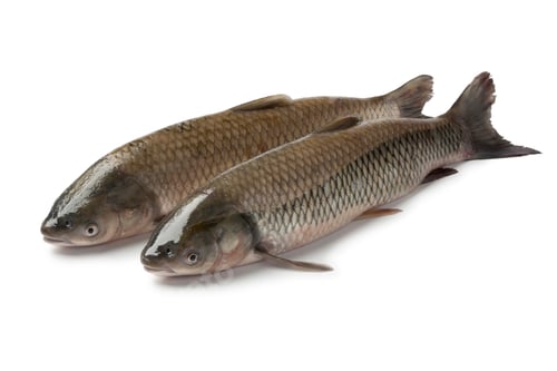 Preview: Pair of grass carps