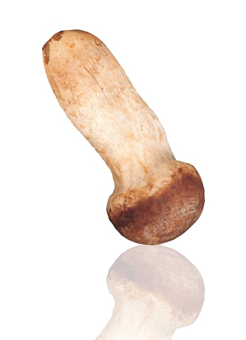 Preview: boletus edulis isolated