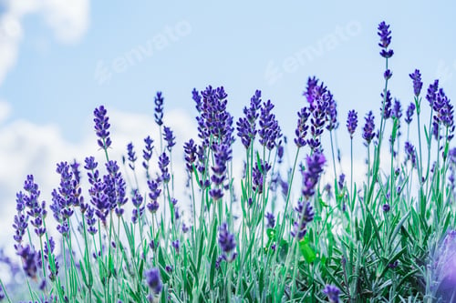 Preview: Beautiful Lavender Field Landscape Beneath the Clear Blue Sky