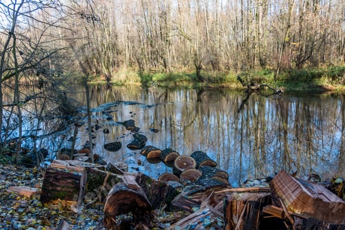 Preview: beautiful autumn landscape. trees with fallen leaves are reflected in the river. autumn Park. sawn t