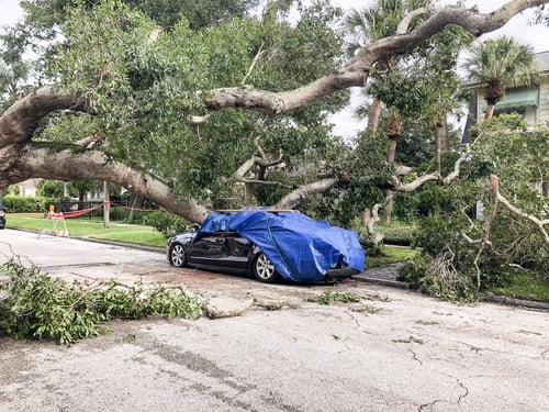 Preview: Fallen Tree on Car After Storm