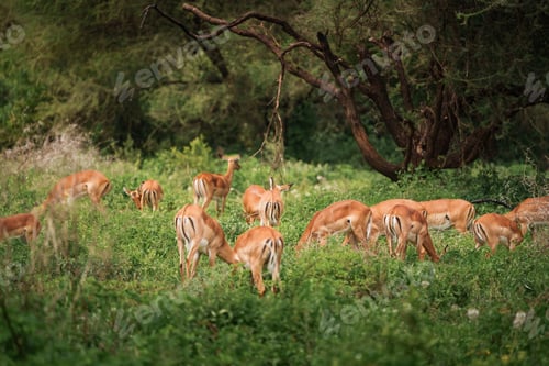 Preview: Impalas grazing peacefully in manyara national park, tanzania