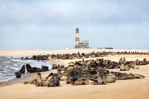 Preview: Fur seal colony near Walvis Bay lighthouse