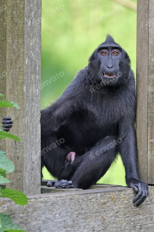 Preview: Crested Macaque (Macaca Nigra) in natural habitat