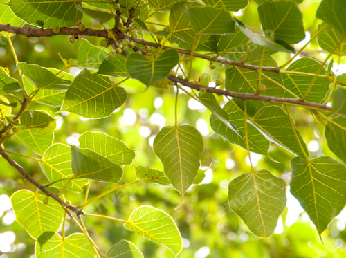 Preview: Natural background of green leaves