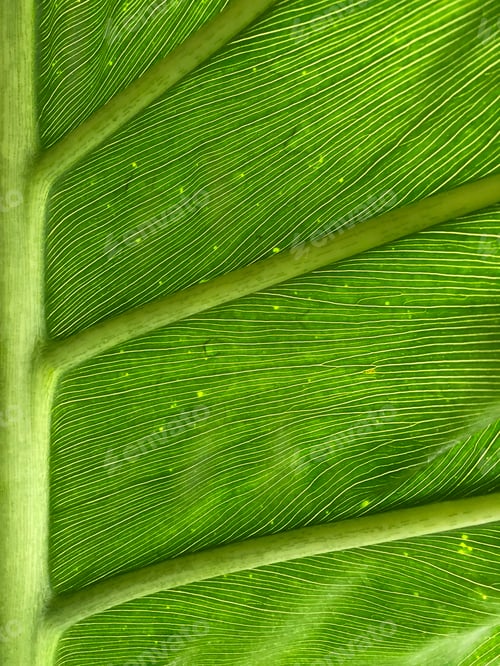 Preview: Green leaf