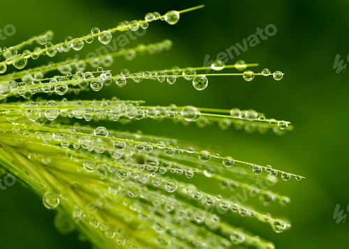 Preview: Macro of water droplets on green grass