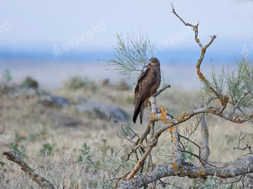 Preview: Black kite (Milvus migrans)
