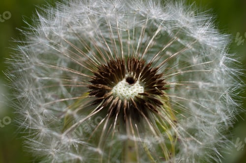 Preview: white dandelion close-up on a natural background.