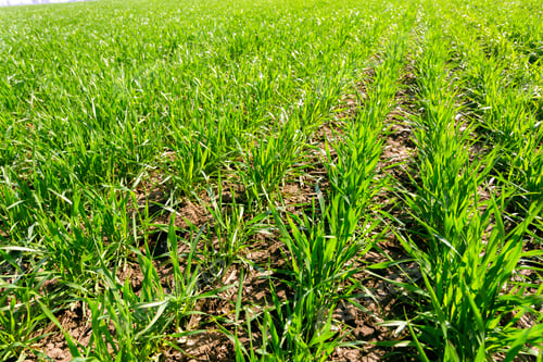 Preview: spring green field