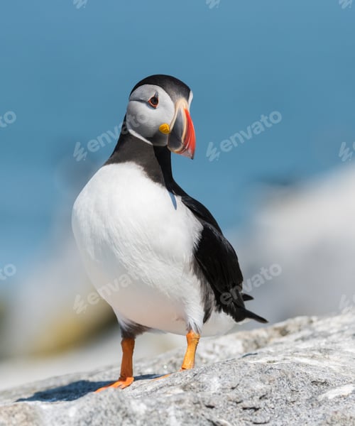 Preview: Atlantic Puffin Portrait in Maine