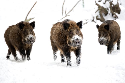 Preview: Wild boars in winter