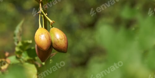 Preview: Ripening in the summer sun