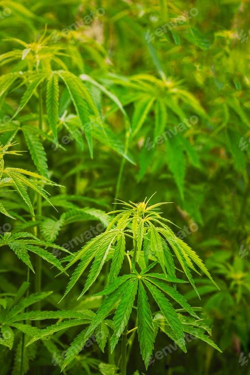 Preview: Legal Green Marijuana Cannabis Leaves Growing At Farm In Summer Day, Beautiful Cannabis Background