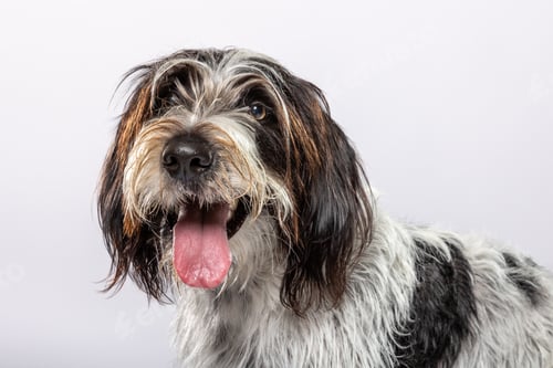 Preview: Playful dog with shaggy fur happily posing against a light background in a studio setting