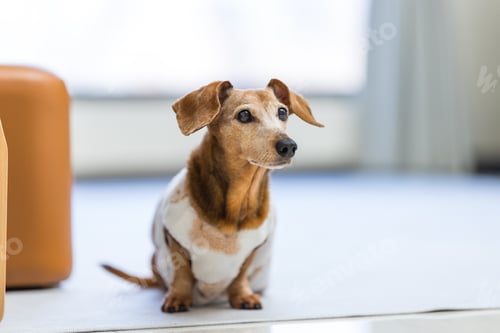 Preview: Small dachshund dog lying at home resting quietly