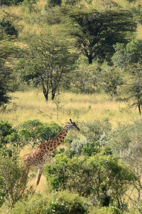 Preview: Maasai Mara Reserve - Kenya
