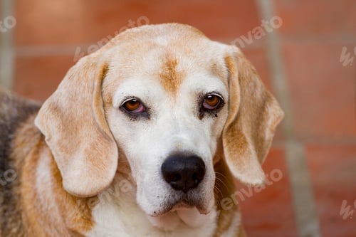 Preview: elderly Beagle dog looking at the camera, space for text