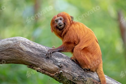 Preview: Golden lion tamarin monkey climbing on tree