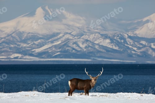 Preview: Sika deer (Cervus nipponin) standing by shore of bay in winter.