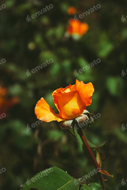 Preview: Exotic rose of high magic variety blooming in the garden