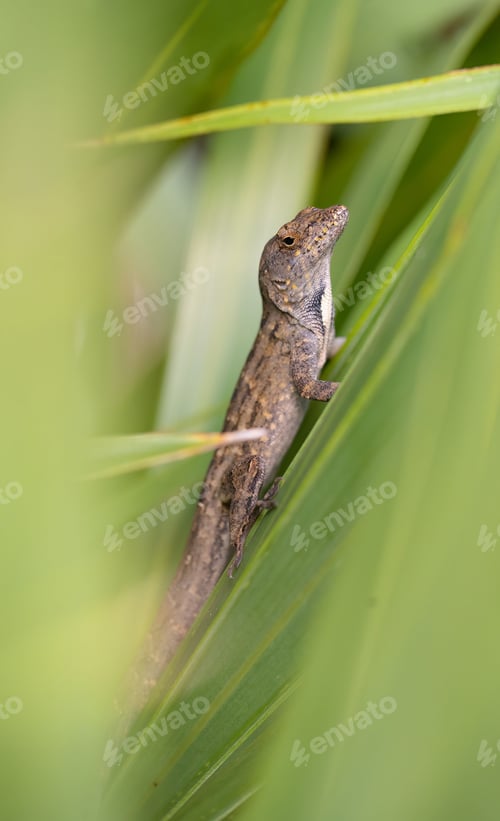 Preview: Lizard on a leafy green branch, looking out with inquisitive eyes