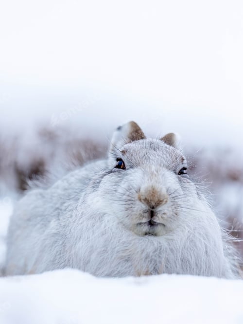 Preview: Snow-covered landscape with a rabbit in Mountain Hare in the snow Cairngorms