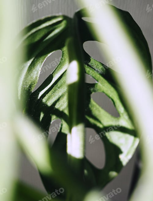 Preview: Natural light on monstera monkey leaf
