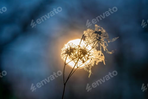 Preview: Delicate plant silhouette against a glowing sunset, creating a serene and artistic natural scene.