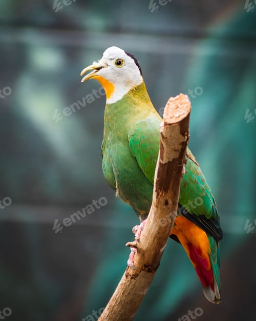 Vorschau: Nahaufnahme einer schönen schwarznackten Fruchttaube mit offenem Schnabel, der auf einem Ast thront
