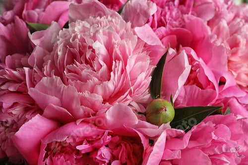 Preview: Fragrant peonies as background, closeup view. Beautiful spring flowers