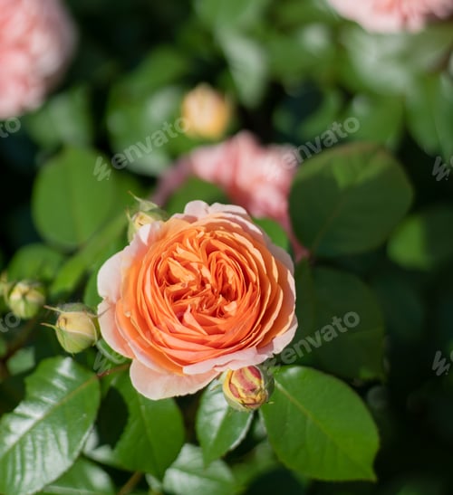 Preview: Blooming rose bud. Summer flower close-up. Floral background. Nature in the flowerbed. Gardening