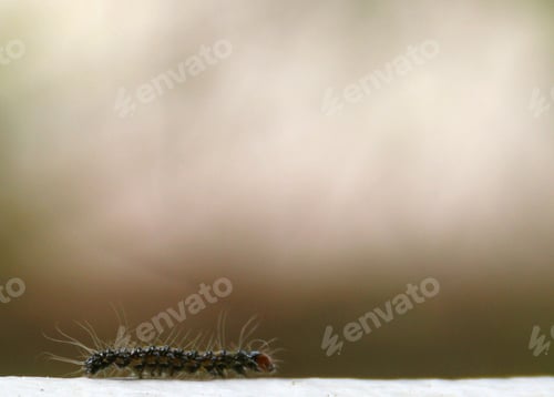 Preview: close up of hairy caterpillar insect crawling on wall with space for text
