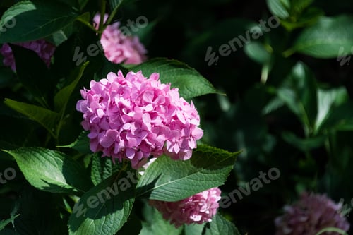 Preview: Beautiful Flowers In An Illinois Botanic Garden