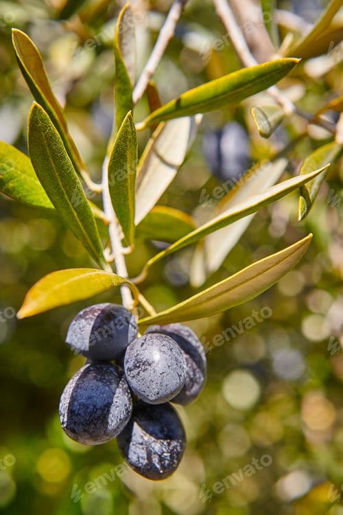 Preview: Olive fruit with green leaves background. Agriculture background. Jaen, Spain