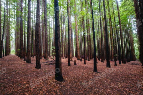 Preview: Cement Creek Redwood Forest in Australia